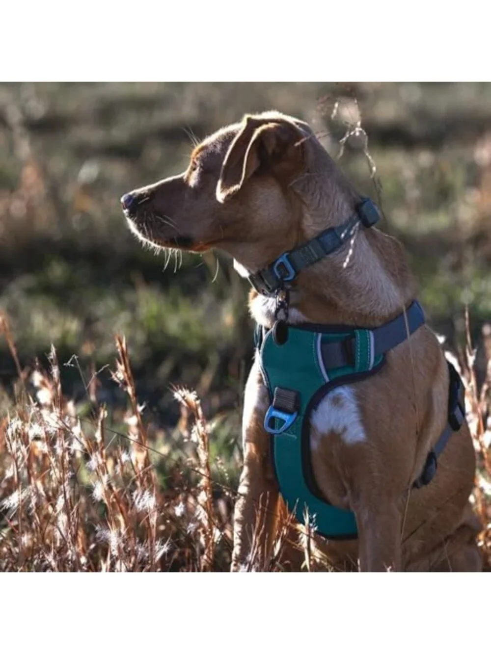 Reflective No Pull Dog Harness - Adjustable Training Vest, No Choke Design